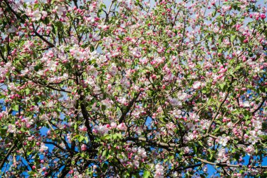 İlkbaharda elma ağacı çiçek açar. Pembe elma ağacı. Çiçek. Pembe çiçekler 