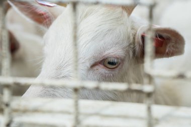 Güzel beyaz keçi çiftliği kapanışı. Keçi sütü süt ürünlerinin çiftlik hayvanları