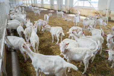 Çiftlikte bir sürü beyaz keçi var. Süt ürünleri için keçi yetiştiriyorum. Çiftlik hayvanları