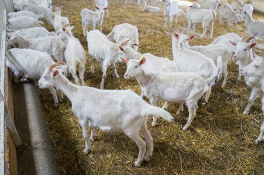 Çiftlikte bir sürü beyaz keçi var. Süt ürünleri için keçi yetiştiriyorum. Çiftlik hayvanları
