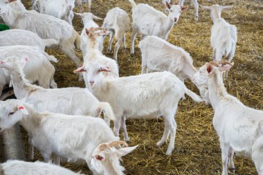 Çiftlikte bir sürü beyaz keçi var. Süt ürünleri için keçi yetiştiriyorum. Çiftlik hayvanları