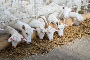 Keçiler çiftlikte saman ya da ot yerler. Keçi sütü süt ürünlerinin çiftlik hayvanları