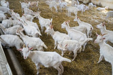Çiftlikte bir sürü beyaz keçi var. Süt ürünleri için keçi yetiştiriyorum. Çiftlik hayvanları