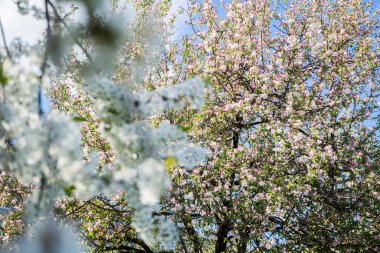 Çiçekli elma ağaçlarının arka planında çiçek açan kiraz. Çiçek. 