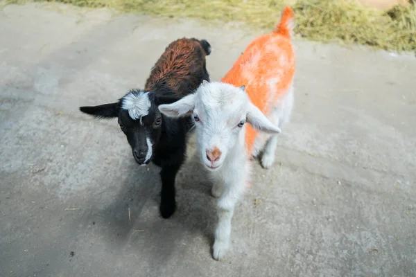 Two little goats on the farm. White and black newborn goats. Livestock — Stock Photo, Image