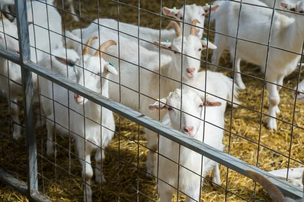 Keçi çiftliğindeki keçiler parmaklıkların arkasında. Keçi sütü süt ürünlerinin çiftlik hayvanları