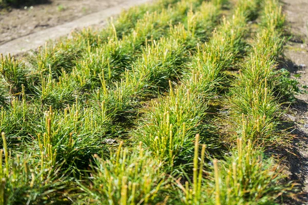 Bibit pinus di sebuah pembibitan pohon di hutan. Tumbuh pohon konifer Stok Foto