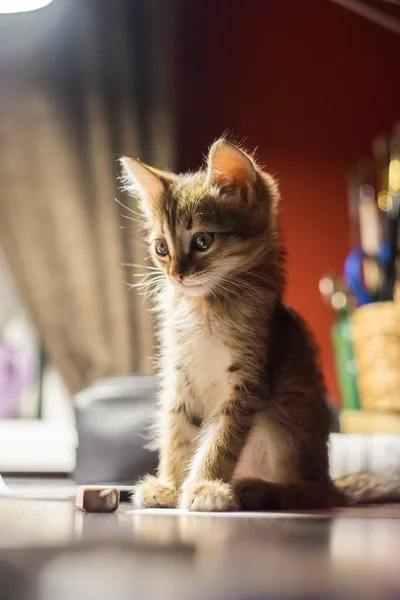 En brun kattunge sitter under en lampe på et bord. En sovende katt. Kort hår katt – stockfoto