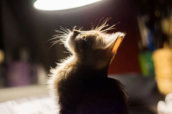 Brązowy ładny kotek siedzi na stole i patrzy w górę na lampę. Mały kociaku — Zdjęcie stockowe