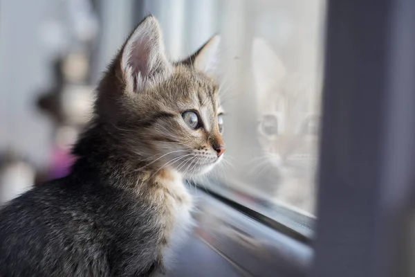 悲しい茶色の子猫が座って窓の外を見ています。窓の短髪猫 — ストック写真