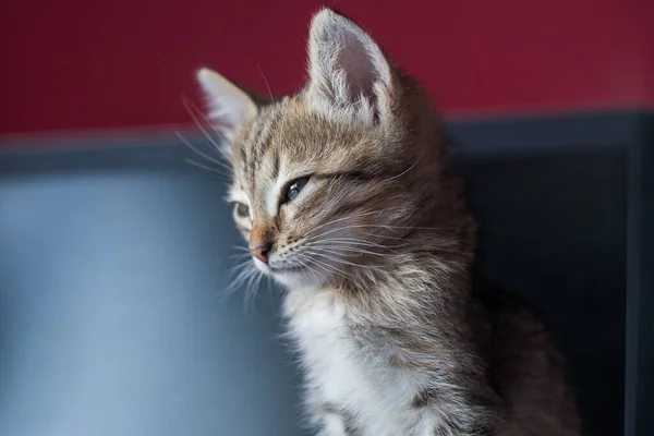 귀여운 갈색 고양이가 식탁에 앉아 있습니다. 잠들어 있는 작은 고양이 — 스톡 사진
