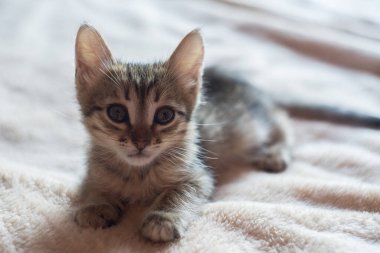 Küçük sevimli kahverengi kedi yavrusu yatakta oturuyor. Küçük kısa saçlı kedi yatağın üstünde