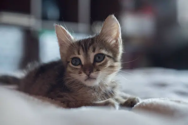 Lilla söta brun kattunge sitter på sängen. Liten Kort hår katt på sängen — Stockfoto