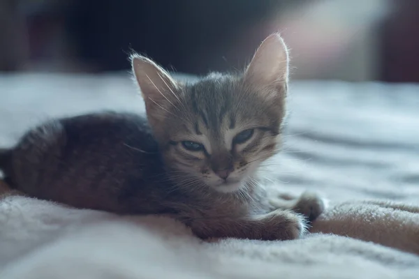 Lilla söta brun kattunge sitter på sängen. somna Lilla katt — Stockfoto