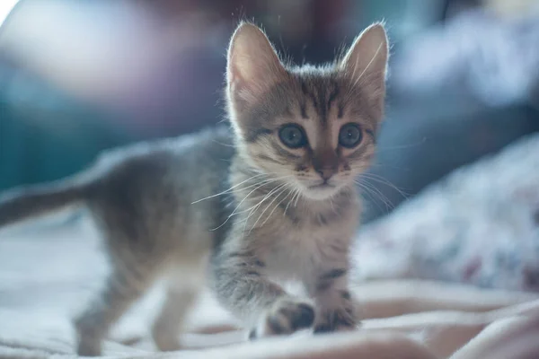 Na posteli sedí roztomilé hnědé koťátko. Malá kočka s krátkými vlasy na posteli — Stock fotografie