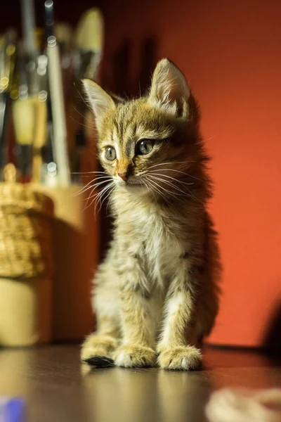 En brun kattunge sitter under en lampa på ett bord. Kort hår katt — Stockfoto