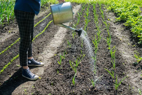 Petani wanita di kebun di desanya. Eco tumbuh. Berkebun di halaman belakang — Stok Foto