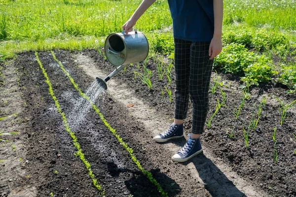 Petani wanita di kebun di desanya. Eco tumbuh. Berkebun di halaman belakang — Stok Foto