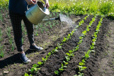 Genç bir kız bahçe yatağını ve mikro yeşillikleri suluyor. Arka bahçede sebze yetiştiriyorum.