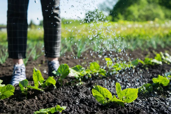 Gadis muda mengairi salad di kebun. Menanam sayuran di halaman belakang — Stok Foto