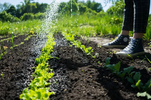 Gadis muda menyiram taman dan microgreens. Menanam sayuran di halaman belakang — Stok Foto