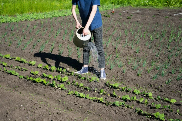 Gadis muda menyiram taman dan microgreens. Menanam sayuran di halaman belakang — Stok Foto