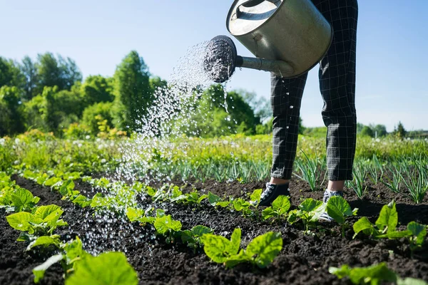 Gadis muda mengairi salad di kebun. Menanam sayuran di halaman belakang Stok Foto Bebas Royalti