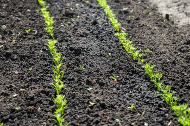 Sebze bahçesinde mikroçimler. Bahçede yeşil salata. Bahçıvanlık