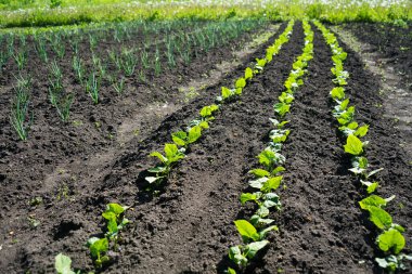 Sebze bahçesinde mikroçimler. Bahçede yeşil salata. Bahçıvanlık