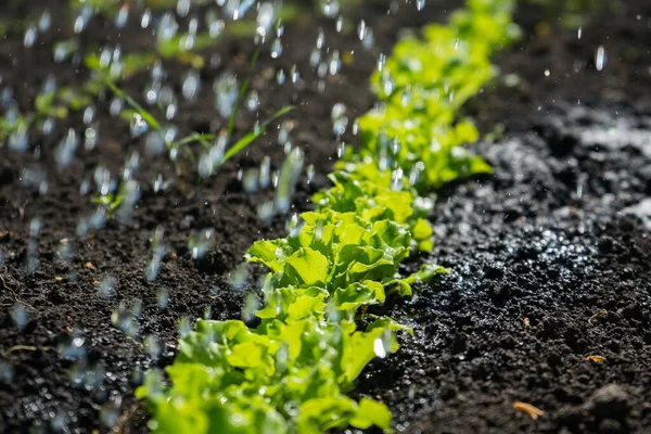 Mikrogreens di kebun sayuran. Salad hijau di kebun. Berkebun — Stok Foto