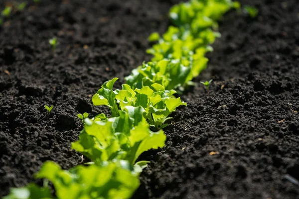 Mikrogreens di kebun sayuran. Salad hijau di kebun. Berkebun — Stok Foto