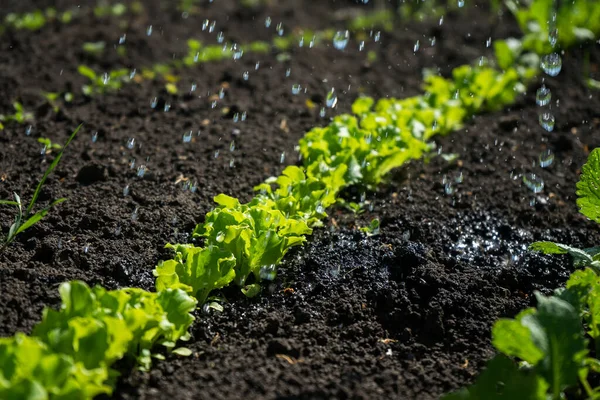 Mikrogreens di kebun sayuran. Salad hijau di kebun. Berkebun — Stok Foto