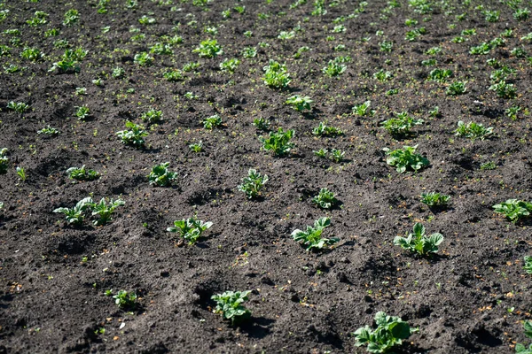채소 밭에 있는 감자. 채소, 과일, 약초 재배 — 스톡 사진