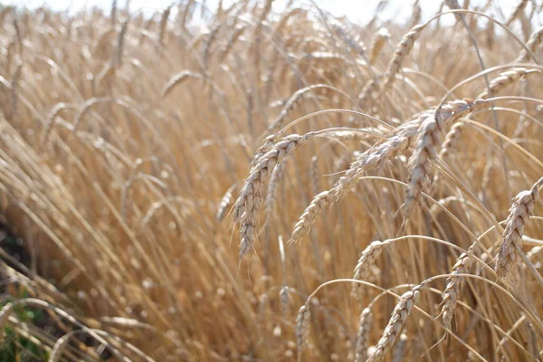 Cash crop. Wheat in the field. Growing wheat in an organic way. Golden ears