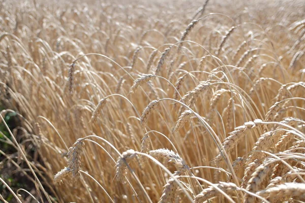 Cash crop. Wheat in the field. Growing wheat in an organic way. Golden ears