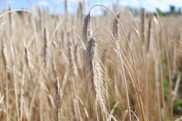 Cash crop. Rye in the field. Organic cultivation of rye seeds. Golden ears