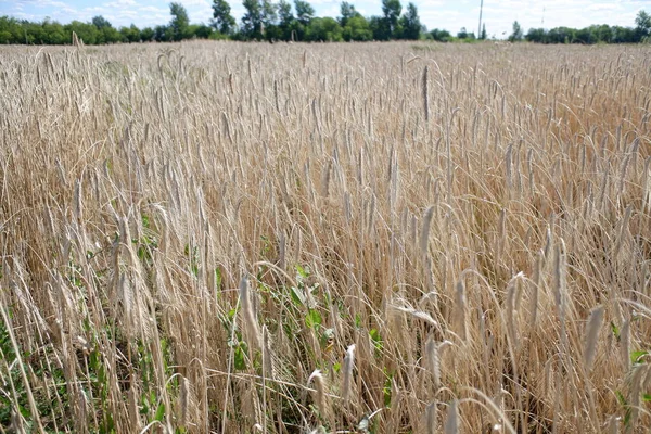 Cash crop. Rye in the field. Organic cultivation of rye seeds. Golden ears