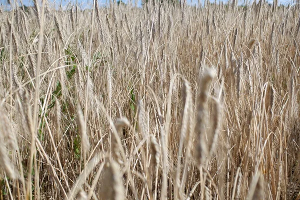 Cash crop. Rye in the field. Organic cultivation of rye seeds. Golden ears