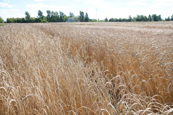 Cash crop. Wheat in the field. Growing wheat in an organic way. Golden ears