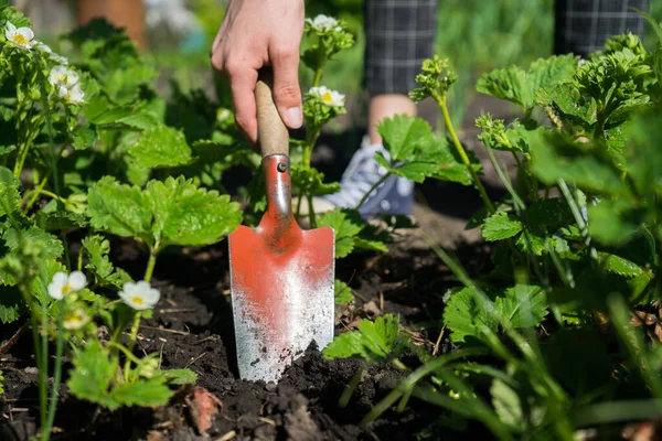 Petani gadis menggali dengan sekop di kebun — Stok Foto