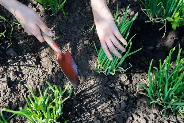 Petani gadis menggali dengan sekop di kebun — Stok Foto