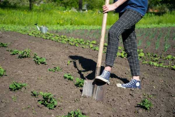 Gadis petani menggali di kebun sayuran. Tumbuh tanaman di halaman belakang Anda — Stok Foto