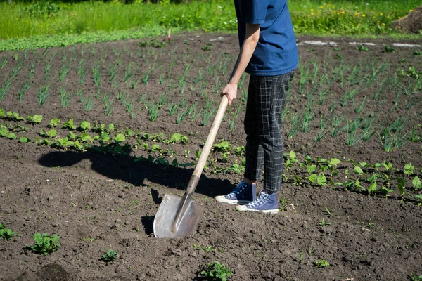 Gadis petani menggali di kebun sayuran. Tumbuh tanaman di halaman belakang Anda — Stok Foto