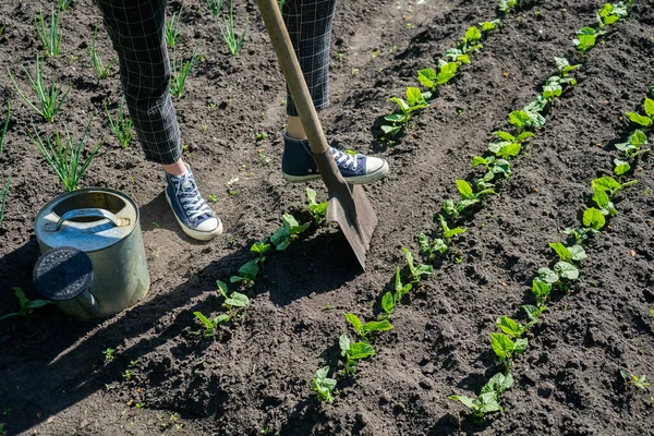 Petani wanita bekerja di kebun sayur di halaman belakang — Stok Foto