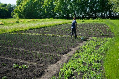 Kız çiftçi arka bahçedeki sebze bahçesinde çalışıyor.