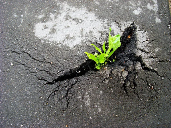 Brote verde rompe a través del asfalto . —  Fotos de Stock