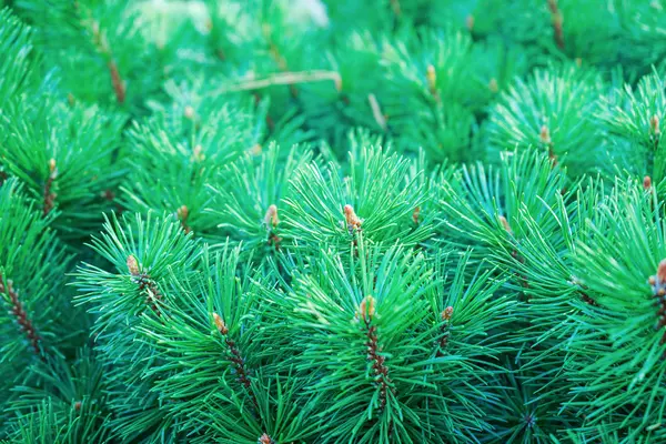 Branches of evergreen pine with small cones in the city Park. — Stock Photo, Image