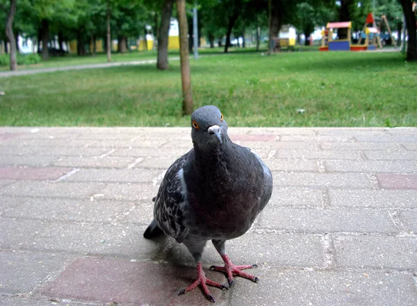 Pigeon gray in the park. — Stock Photo, Image