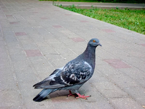 공원에서 비둘기 회색. — 스톡 사진