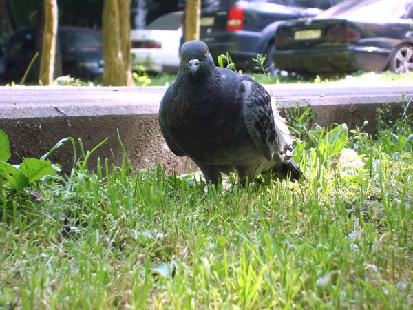 Pigeon cinza no parque . — Fotografia de Stock